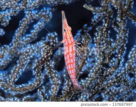 一隻充滿聖誕氣息的長角甲蟲 137687997