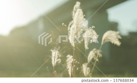 懷舊的電影場景 137688034