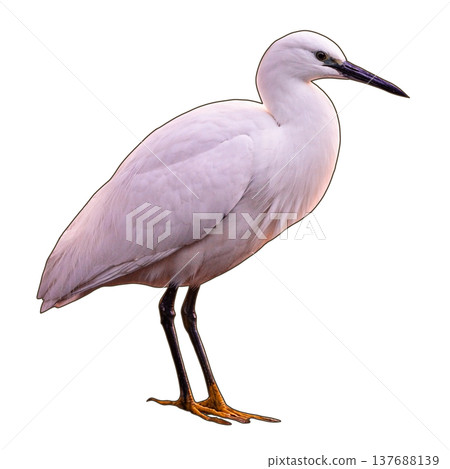 Bird - Little Egret 137688139