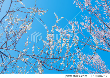 發光在藍天的白色李子 發光在藍天的白色李子 137688237