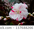 Peach blossoms shining after the rain 137688266