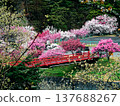Peach blossoms in full bloom and a red bridge 137688267