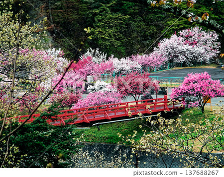 Peach blossoms in full bloom and a red bridge Peach blossoms in full bloom and a red bridge 137688267