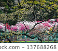 Peach blossoms in full bloom stand out against the fresh green leaves. 137688268