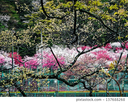 Peach blossoms in full bloom stand out against the fresh green leaves. Peach blossoms in full bloom stand out against the fresh green leaves. 137688268