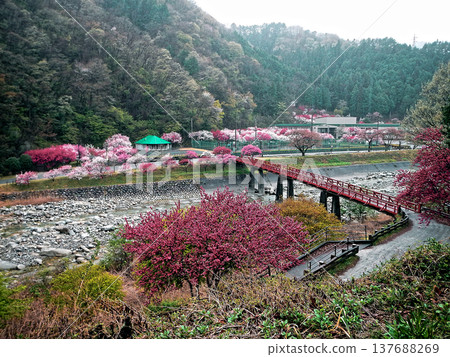 On the opposite bank, colorful peach blossoms are in full bloom. 137688269