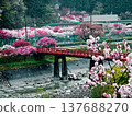 Peach blossoms in full bloom and a red bridge over a clear stream 137688270