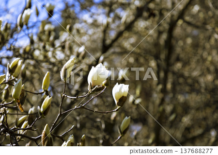 White magnolias have begun to bloom. White magnolias have begun to bloom. 137688277