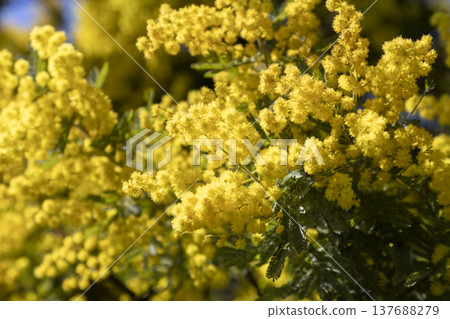 黃色的含羞草（金合歡）花盛開。 137688279