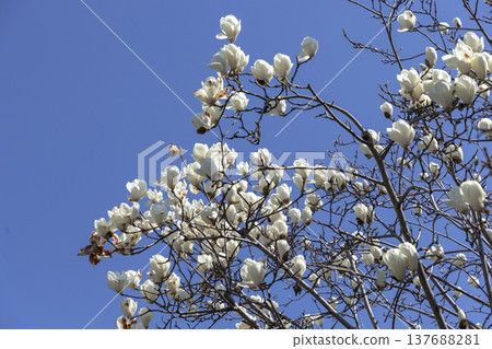 白色玉蘭花開始盛開了。 137688281