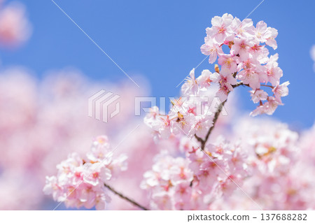 河津櫻花在藍天的襯托下，沐浴在柔和的春光中，盛開著。 137688282