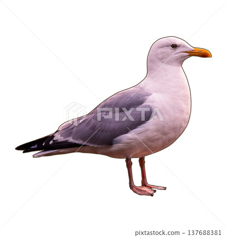 Bird - Seagull 137688381