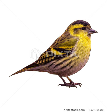 Bird - Eurasian Siskin 137688383