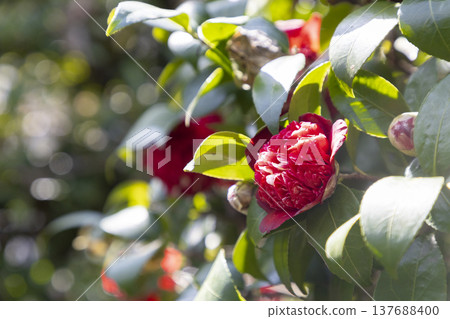 紅山茶花（Bokuhan Nishiki） 137688400