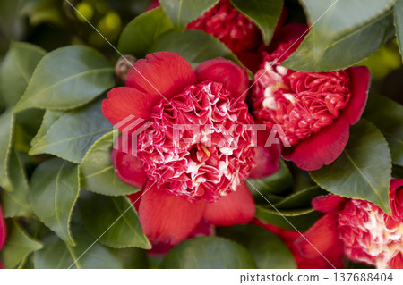 紅山茶花(Bokuhan Nishiki) 紅山茶花(Bokuhan Nishiki) 137688404