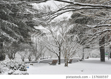 Snowy Forest Park_03 137688597