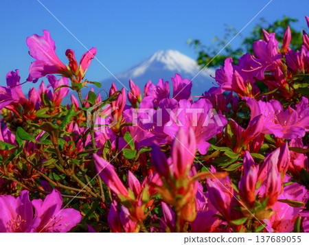 富士和鮮花 富士和鮮花 137689055