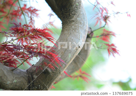 Maple Maple 137689075