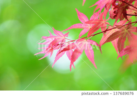 Maple Maple 137689076