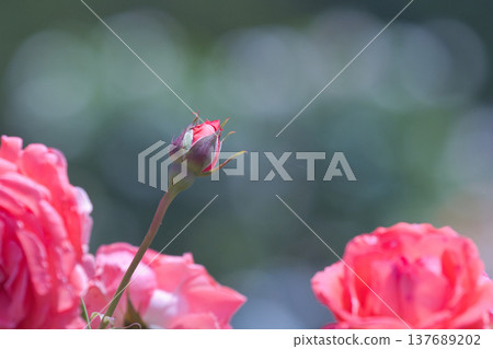 紅玫瑰花蕾 137689202