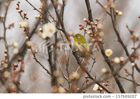 Meiro stopping in a plum tree Meiro stopping in a plum tree 137689207
