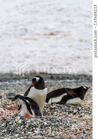 Gentoo colony at Danco Island Gentoo colony at Danco Island 137689213