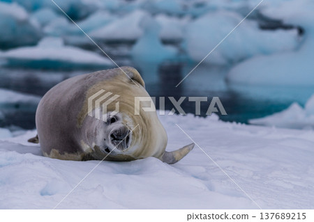 Crabeater Seal resting on a sheet of ice 137689215