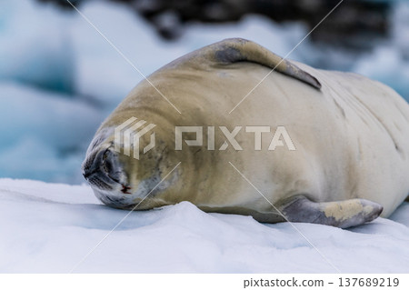 Crabeater Seal resting on a sheet of ice 137689219