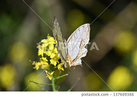 普通mapwing（石崖蝶） 137689388