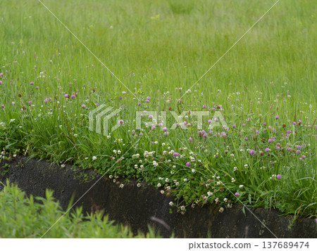 一片盛開著紅三葉草和白三葉草花的田野。 137689474