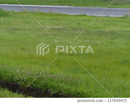 一片盛開著紅三葉草和白三葉草花的田野。 137689475