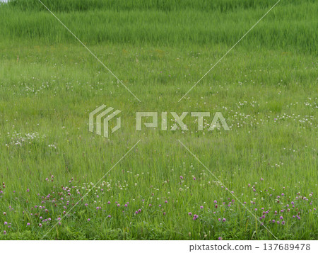 一片盛開著紅三葉草和白三葉草花的田野。 137689478