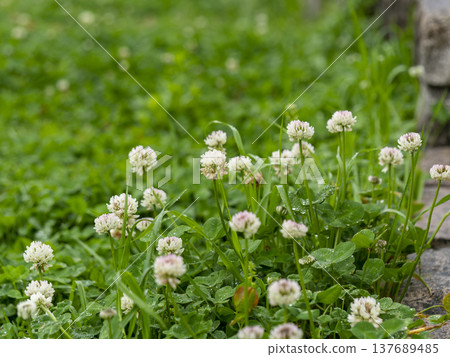 公園裡被雨水打濕的白三葉草 137689485