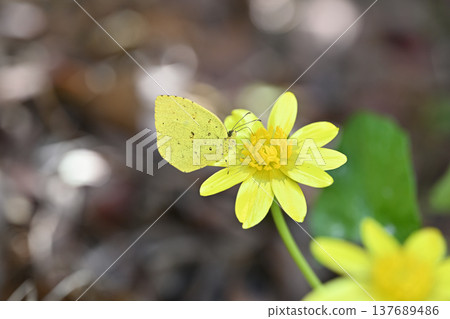 Eurema mandarina (Northern yellow butterfly) Eurema mandarina (Northern yellow butterfly) 137689486
