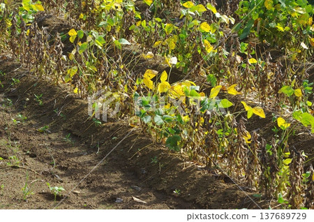 The state of soybean cultivation as harvest season approaches. The state of soybean cultivation as harvest season approaches. 137689729