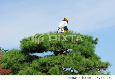 A gardener tending to a pine tree in a garden. A gardener tending to a pine tree in a garden. 137689730