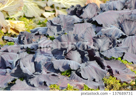 The process of purple cabbage growing and developing. The process of purple cabbage growing and developing. 137689731
