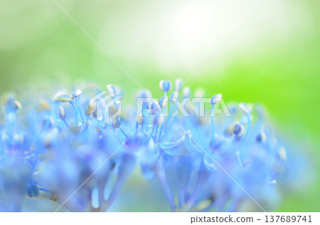 Hydrangea 137689741