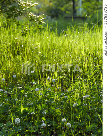 沾滿晨露的田野風景 沾滿晨露的田野風景 137689759
