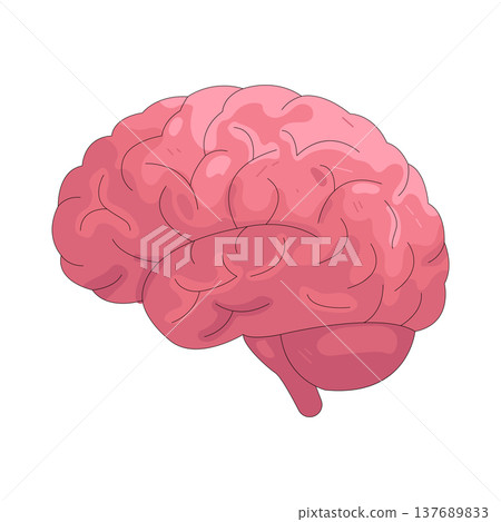 Illustration of human brain Illustration of human brain 137689833