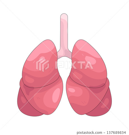 Illustration of human lungs 137689834
