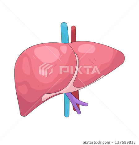 Illustration of human liver 137689835
