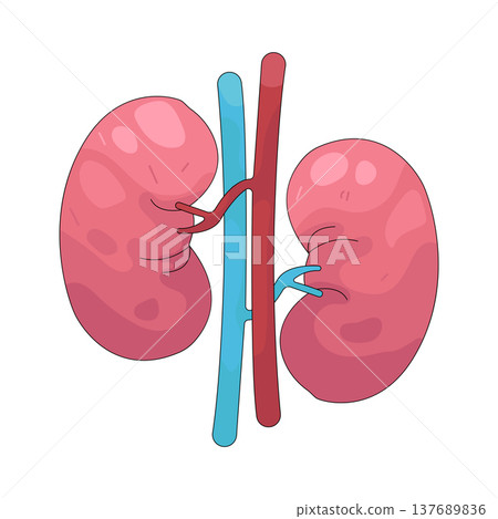 Illustration of human kidney Illustration of human kidney 137689836