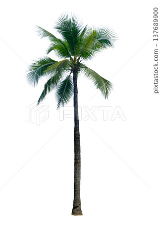 Coconut tree Coconut tree 137689900