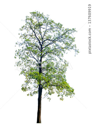 Pohon Pule (Alstonia scholaris) tree Pohon Pule (Alstonia scholaris) tree 137689919