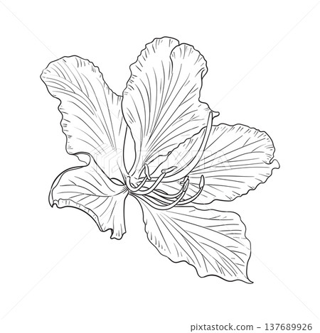 Hand drawn Bauhinia purpurea flower. 137689926