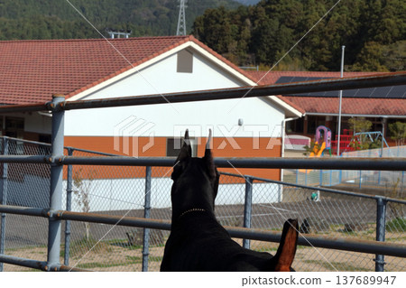 Doberman Pinscher, Doberman Pinscher 137689947