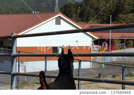 Doberman Pinscher, Doberman Pinscher 137689948