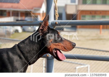 杜賓犬，杜賓犬 137689949