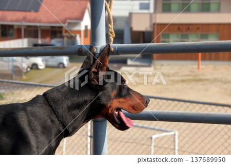 杜賓犬，杜賓犬 137689950